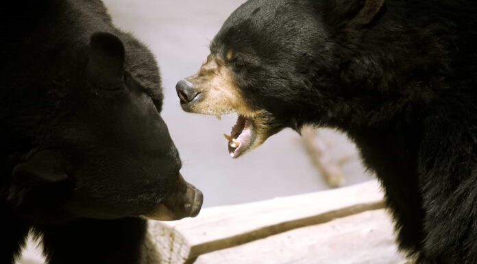 Guarda Due orsi neri litigano in un sobborgo del New Jersey
