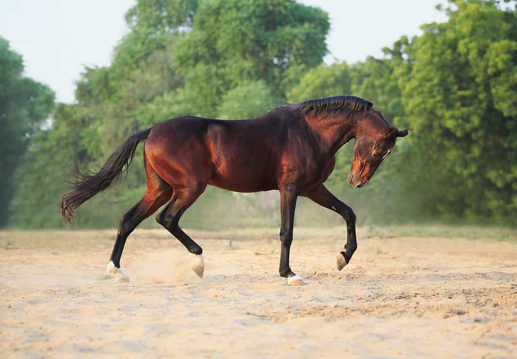 Stallone che corre sulla sabbia con alberi sullo sfondo