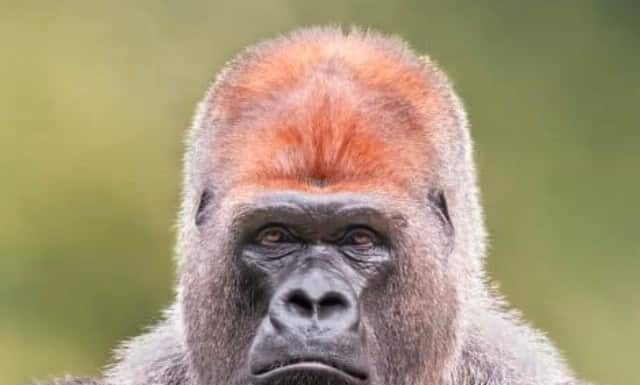 Guarda Il gorilla che ha imparato a spavaldare come un uomo e mostra quanto siamo simili
