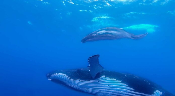 Guarda come balenottere azzurre delle dimensioni di un edificio circolano in barca al largo della costa di San Diego in un video maestoso
