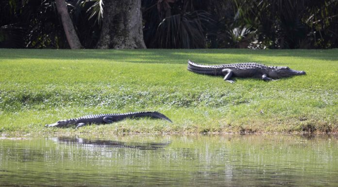 Guarda due alligatori litigare su un campo da golf
