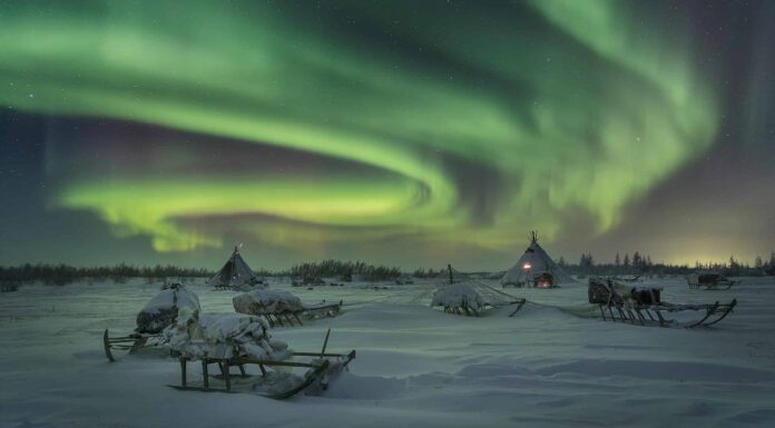 Guarda i bellissimi filmati delle renne che si divertono sotto l'aurora boreale
