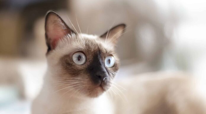 Guarda il gatto domestico più coraggioso del mondo che si avvicina di soppiatto a un'aquila calva
