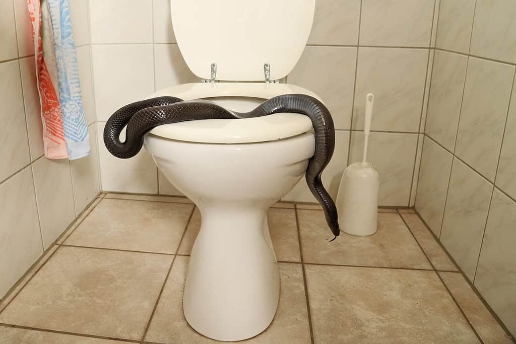 Serpente su una toilette
