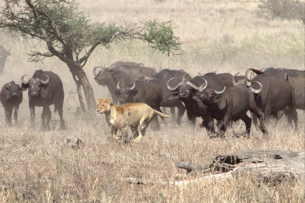 mandria di bufali contro leoni