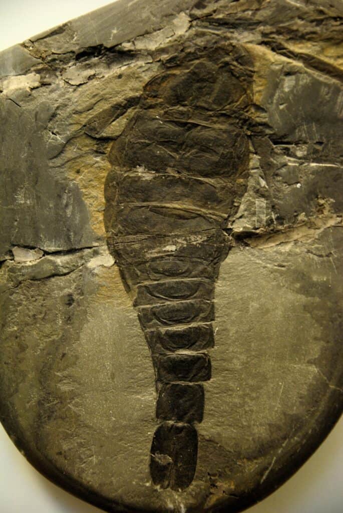 Stampa fossile di uno scorpione marino predatore gigante