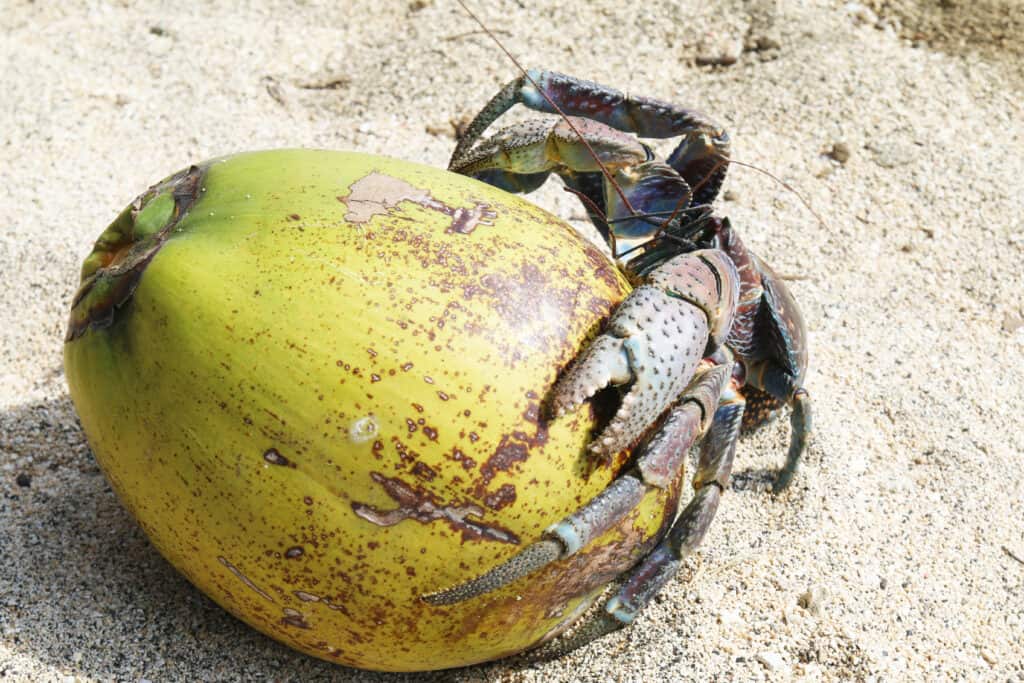 Granchio del cocco sulla sabbia e agganciato a una noce di cocco