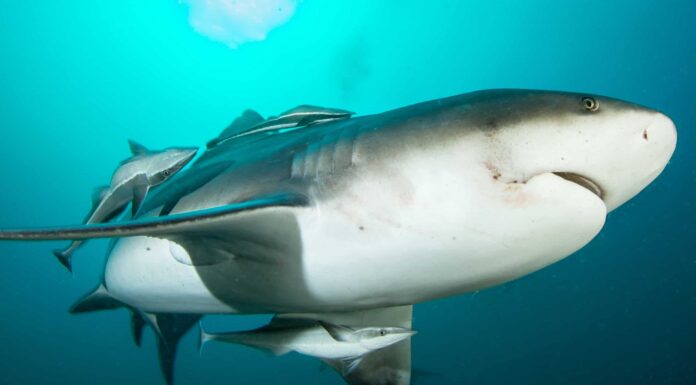 Guarda: l'unico campo da golf infestato da squali al mondo ha squali di 9 piedi!

