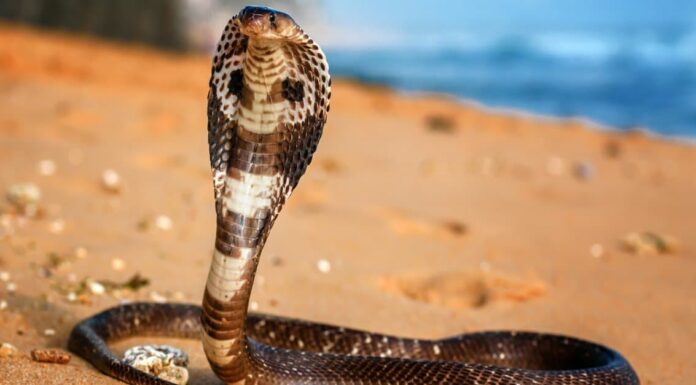 Biggest Snakes: The King Cobra