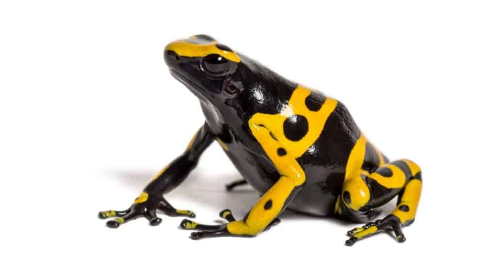Poison Dart Frog a fascia gialla isolata su sfondo bianco