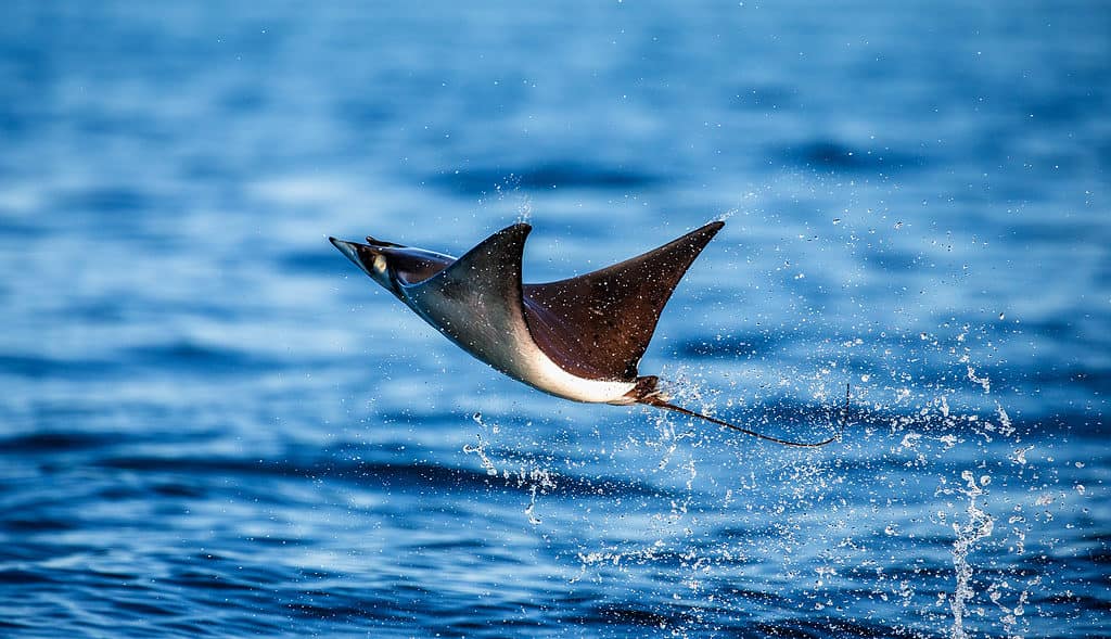 Mobula ray sopra le onde