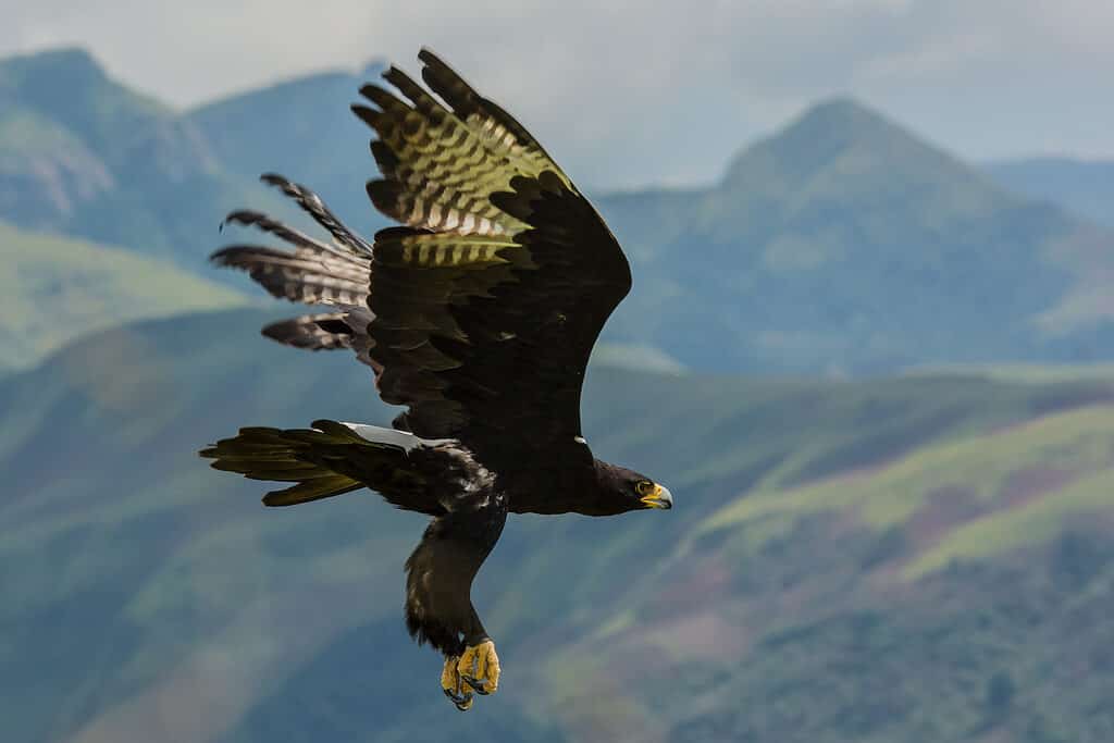 Un'aquila nera vola in alto, mostrando il suo becco giallo e gli artigli.