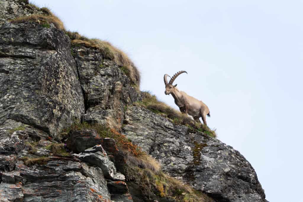 Stambecco sulla parete rocciosa