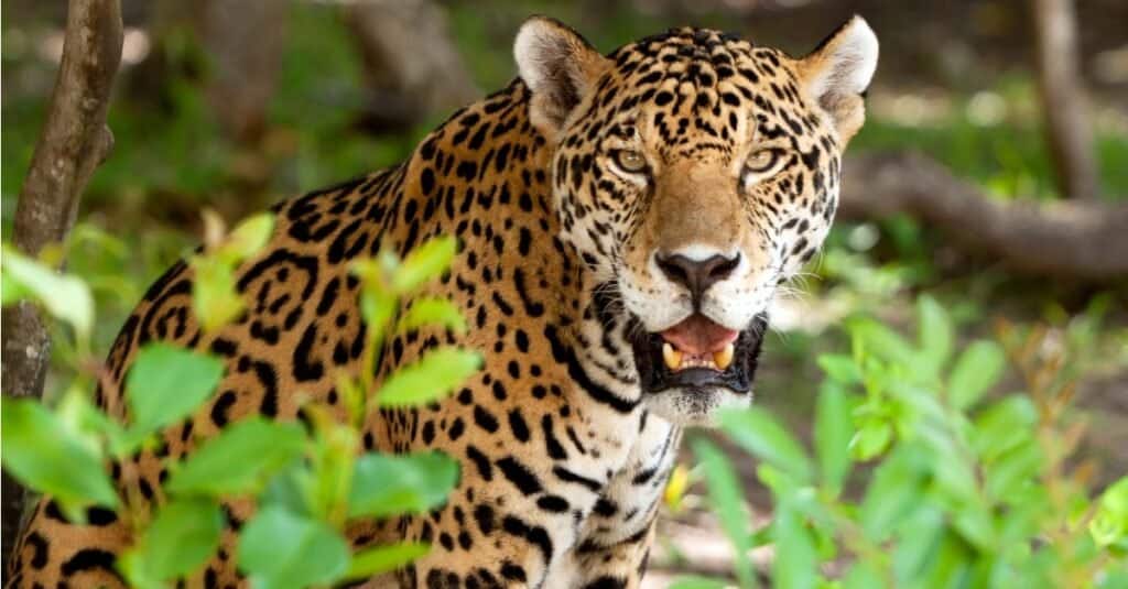 I gatti più forti sono il giaguaro