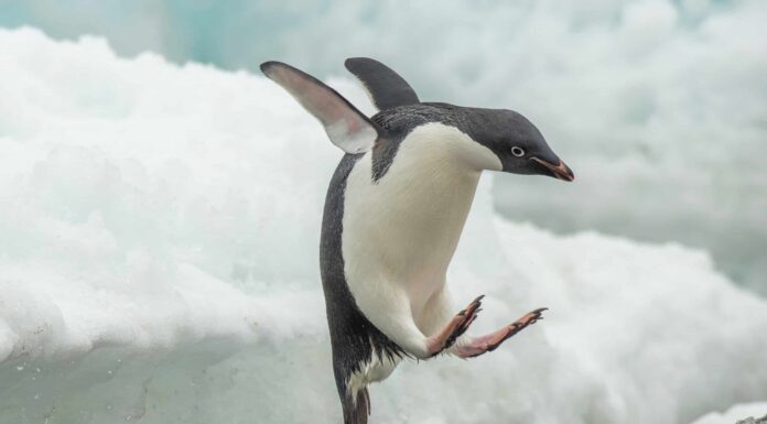 Guarda questo pinguino abbandonato inchiodare un iceberg balzare come una stella d'azione
