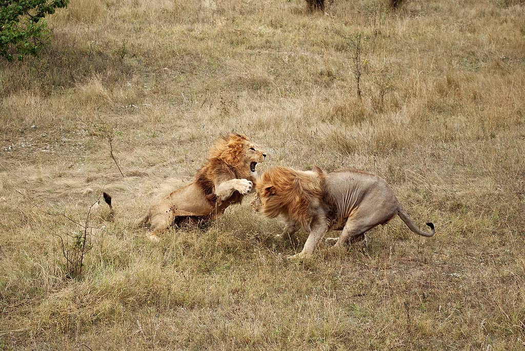Due leoni maschi che combattono