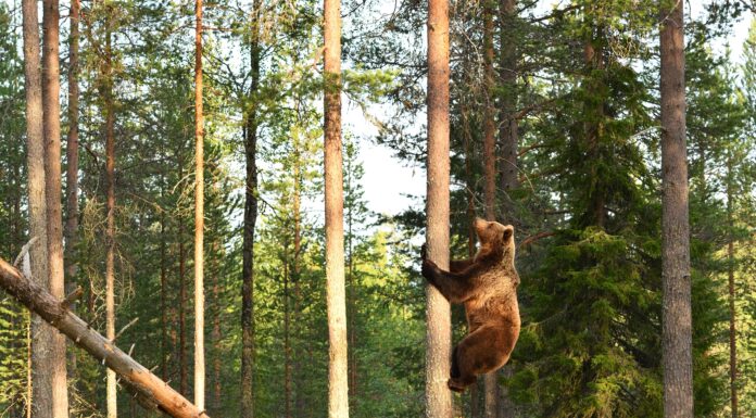 Guarda un Grizzly che costringe un uomo su un albero, poi inizia ad arrampicarsi dietro di lui
