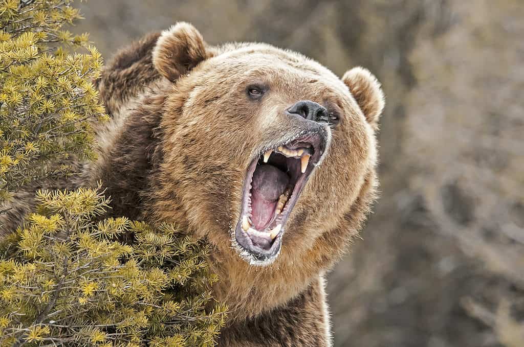 Orso grizzly ruggente dietro un cespuglio