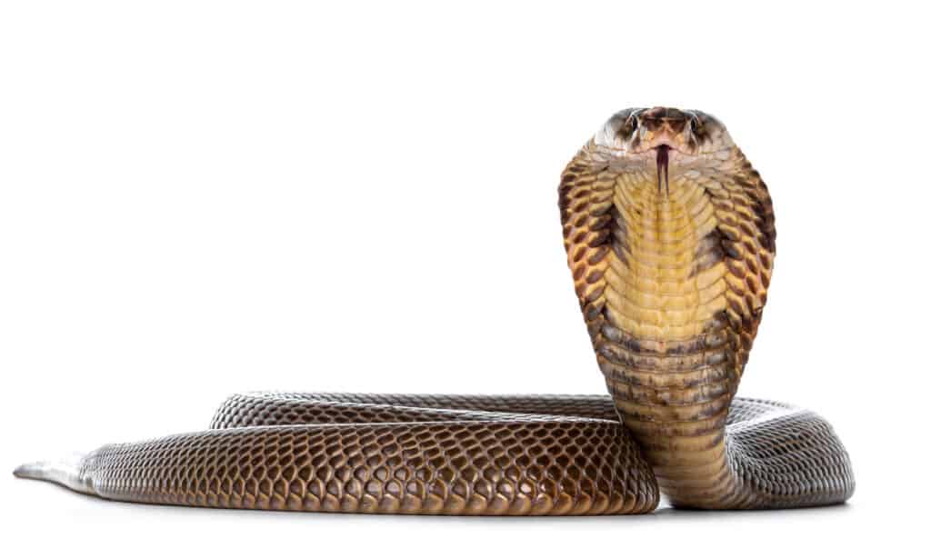 Vista frontale di un cobra monocolo con il cappuccio aperto su sfondo bianco