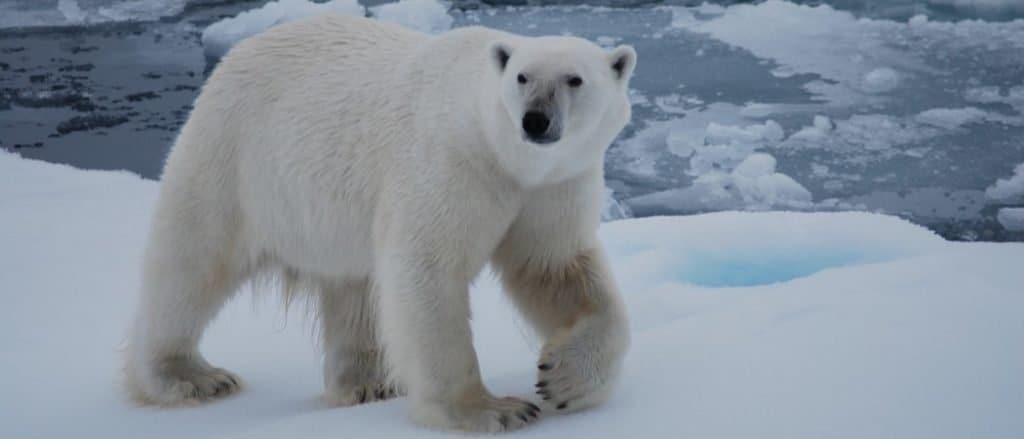 Animali alle Svalbard e Jan Mayen