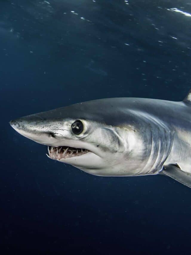 Squalo mako pinna corta che nuota appena sotto la superficie, al largo, a circa 50 chilometri oltre il Capo Occidentale in Sud Africa.  Questa foto è stata scattata durante un'immersione con uno squalo con esca in acqua blu.