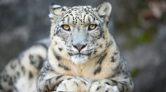 Guarda un leopardo delle nevi consumare tre vite in Harrowing Cliff Fall
