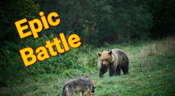 Guarda un lupo senza paura che fa il prepotente con un orso grizzly e gli ruba il pranzo
