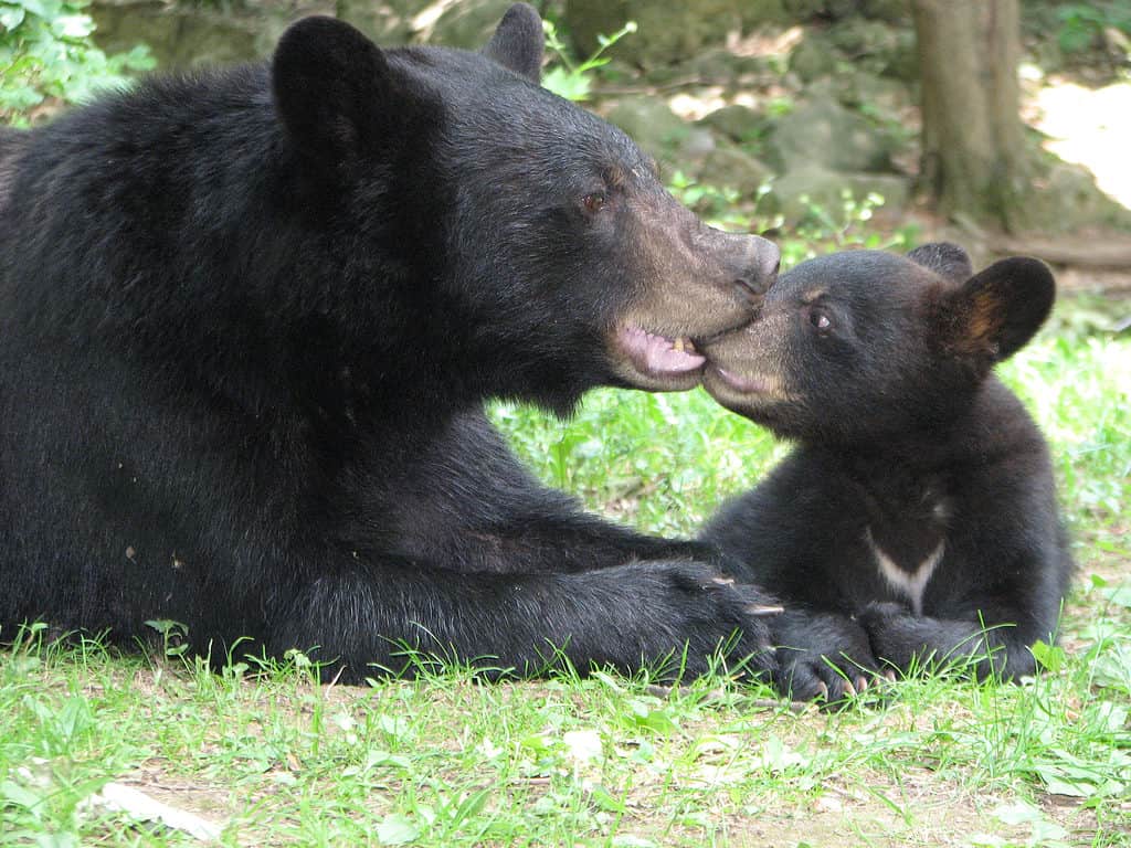 La mamma orsa mordicchia dolcemente il suo cucciolo mentre giace sull'erba