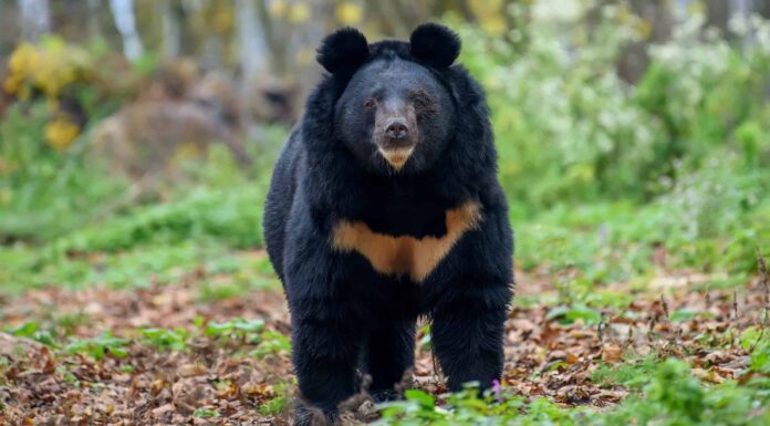 Guarda un orso nero che abbatte una donna in un filmato scioccante
