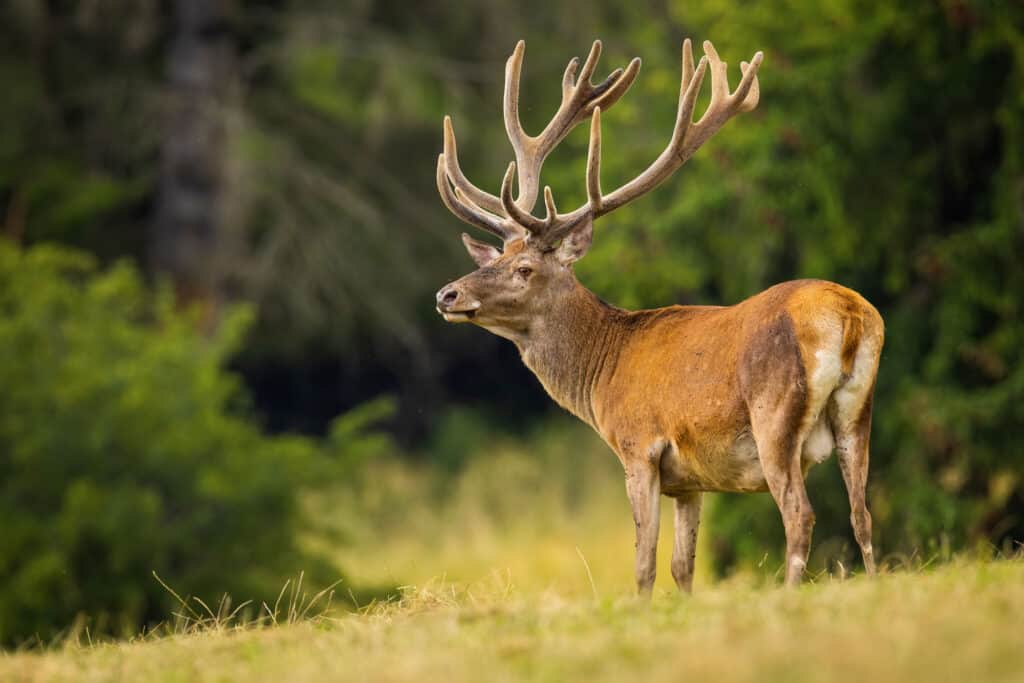 Red Deer - Animale, Cervo, Foresta, Slovacchia, Settore agricolo