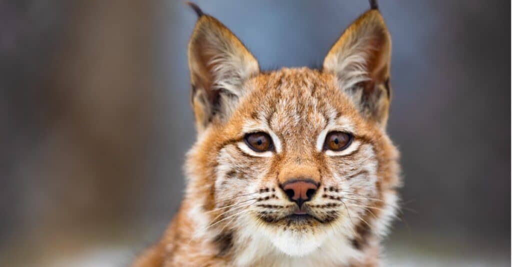 primo piano di una lince eurasiatica - lince selvatica