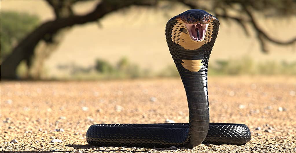 Grande cobra con costole espanse
