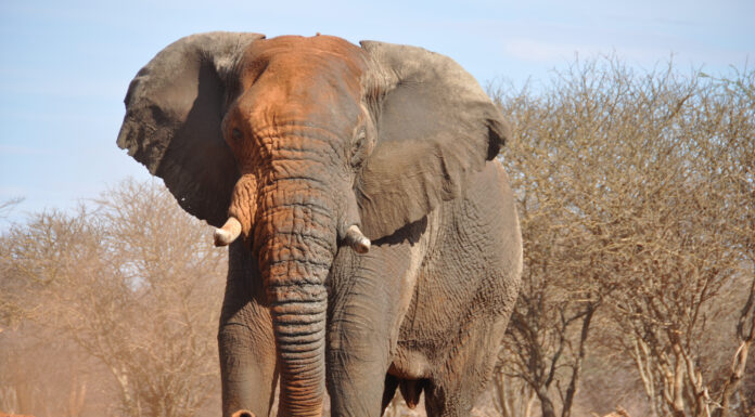 Guarda una guida safari carica di elefante arrabbiato, che è troppo calma su tutta la faccenda
