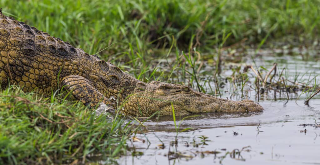 Il coccodrillo scende nell'acqua