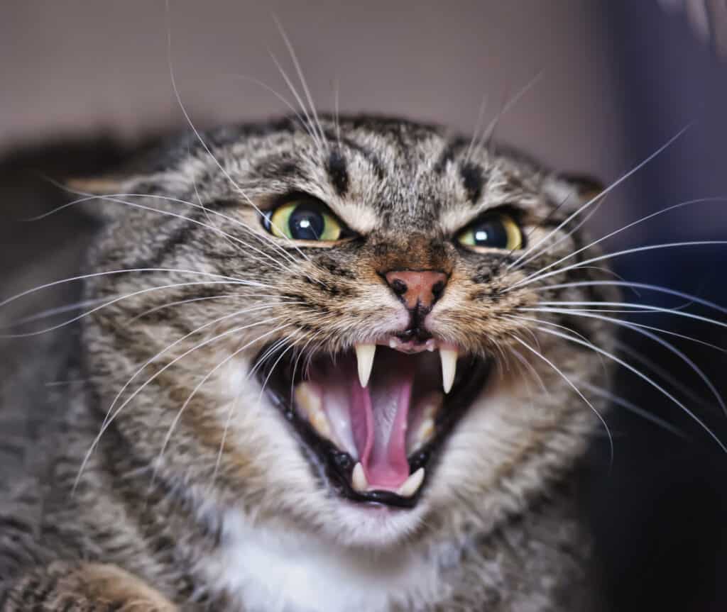 Alcuni gatti che manifestano un comportamento irritabile quando vanno dal veterinario possono essere calmati con la trazodone.