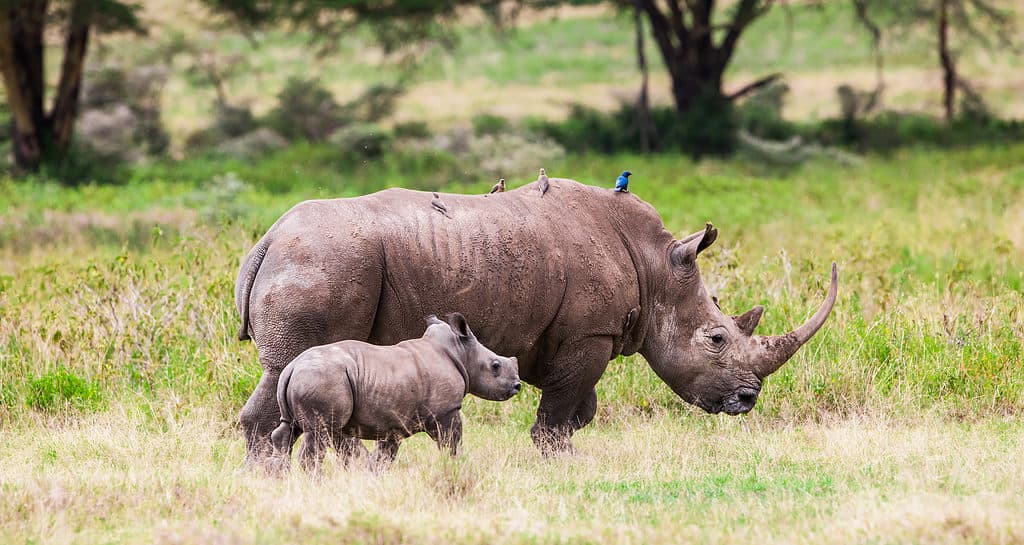 Rinoceronte nel Parco Nazionale del Lago Nakuru, in Kenya