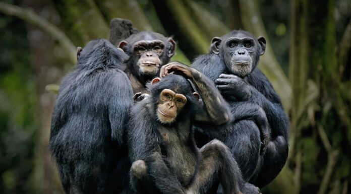 Guarda uno scimpanzé che attacca il proprio riflesso con rabbia violenta
