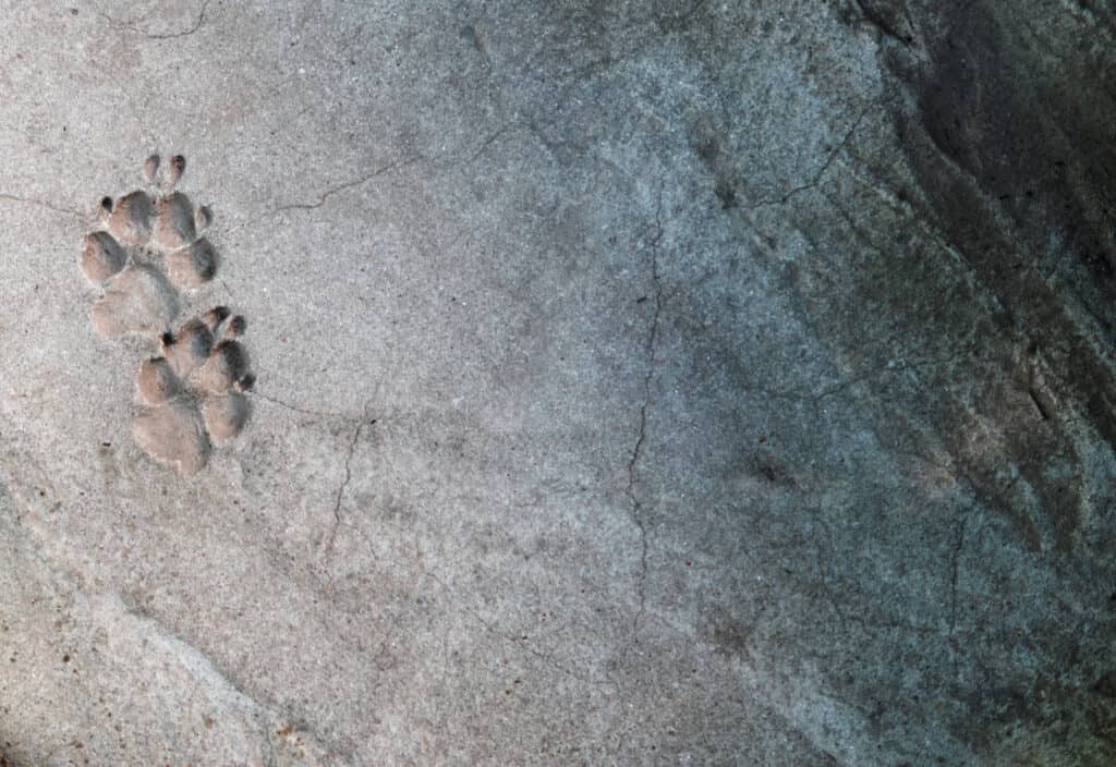 impronte di zampe di gatto sul cemento