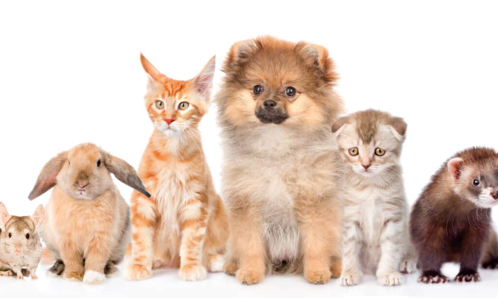 cuccioli di gattini e animali esotici su sfondo bianco