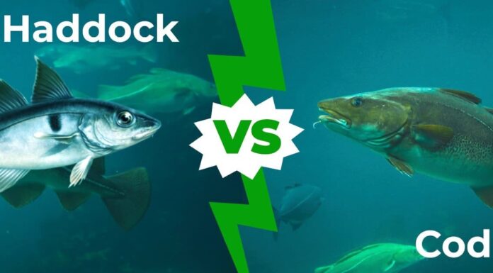 Haddock vs Cod - Spiegazione delle 5 principali differenze
