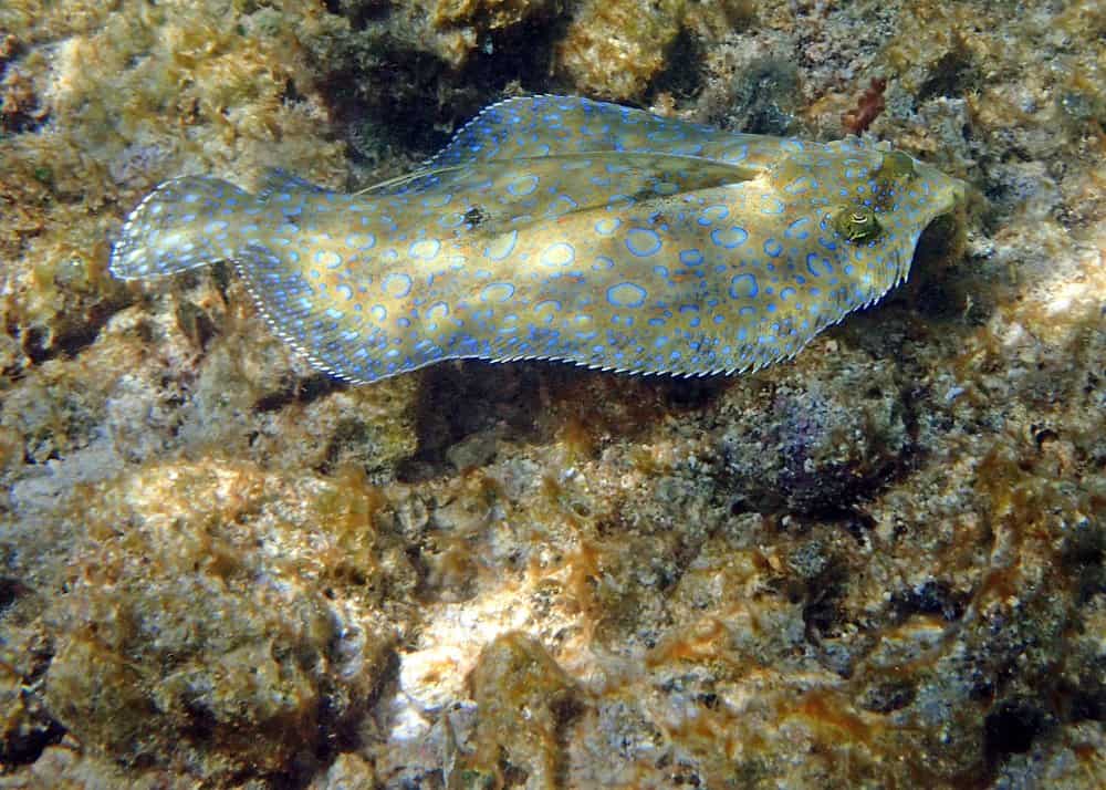 Flounder (Paralichthys) - nuoto sulle rocce