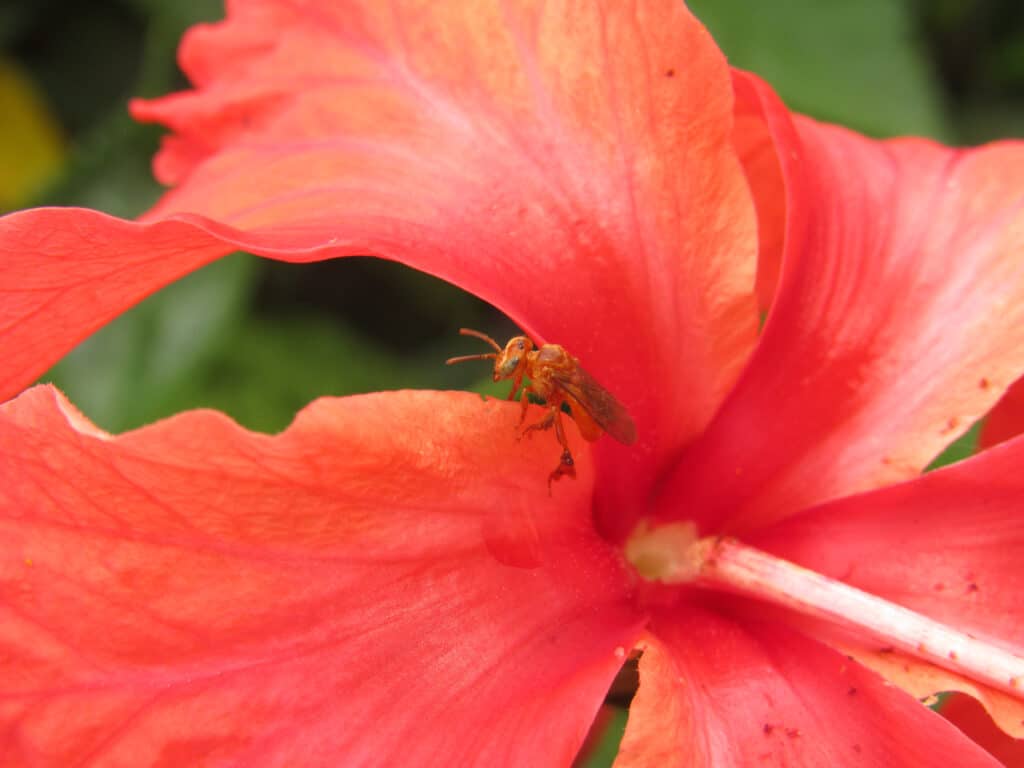 Un'ape su un fiore di ibisco tropicale (hibiscus rosa-sinensis).