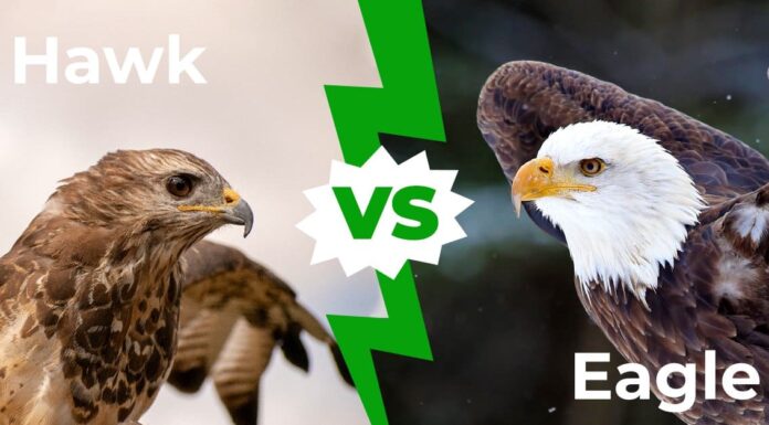 Hawk vs Eagle: 6 differenze chiave spiegate
