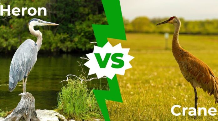 Heron vs Crane: spiegate le 8 differenze principali
