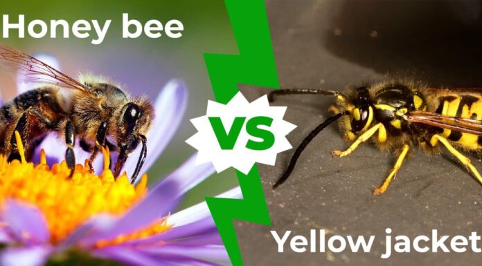 Honey Bee vs Yellow Jacket: spiegate le 6 differenze principali
