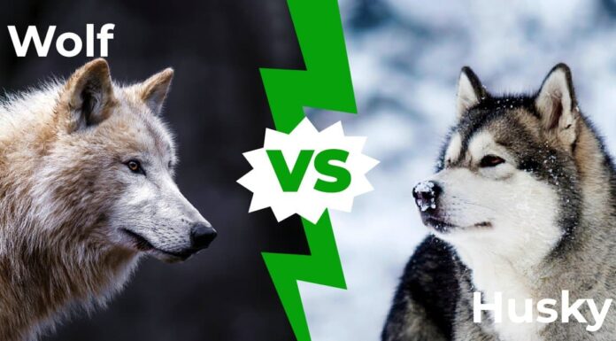 Husky vs Wolf: 8 differenze chiave spiegate
