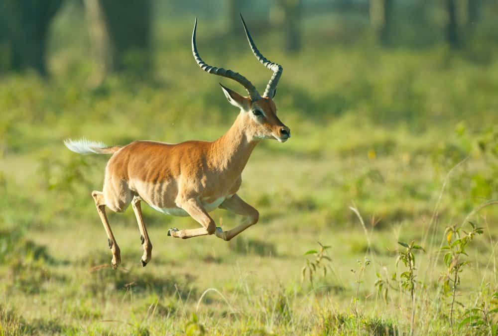 Un impala che salta a mezz'aria in un paesaggio verdeggiante.