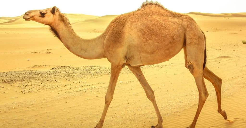 Incredibili animali del deserto: cammello dromedario