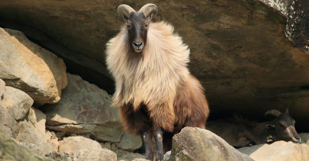 Incredibile animale di montagna: Tahr himalayano