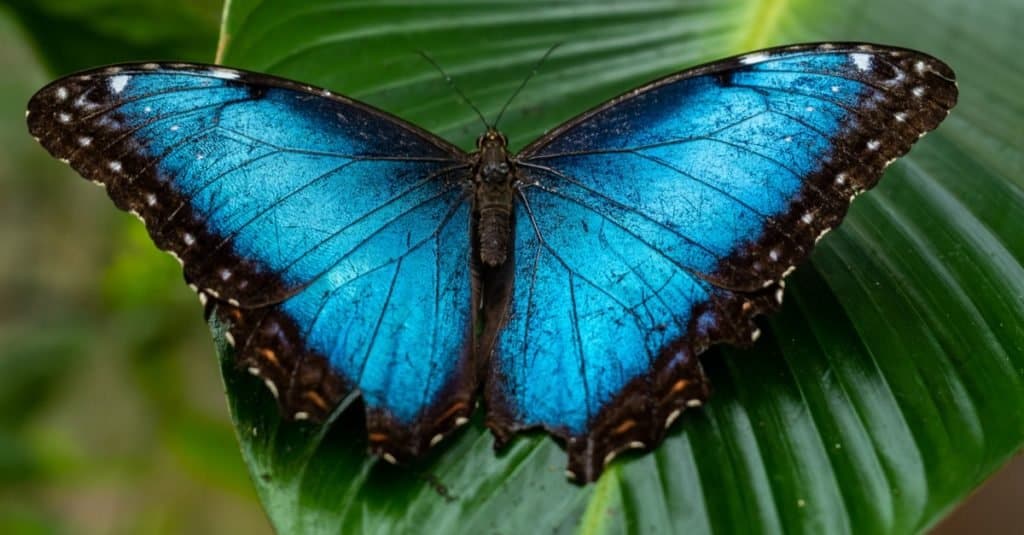 Animali più colorati: Blue Morpho Butterfly